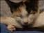 Nyappyfluff